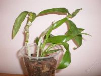 Лот: 1898973. Фото: 2. Нобиле дендробиум. Комнатные растения и уход