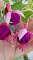 Лот: 13482821. Фото: 3. Фуксия сортовая Dymo (укоренённый... Растения и животные