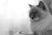 Лот: 3423502. Фото: 5. Nikon D3100 + AF-S 18-55mm f/3...