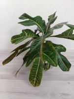 Лот: 25548499. Фото: 5. Кротон