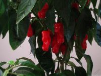 Лот: 6346908. Фото: 3. Перец Чили Chilly-Willy острый... Для дачи, дома, огорода, бани, парка