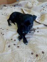 Лот: 9750350. Фото: 4. Щенки мини той -терьера. Красноярск