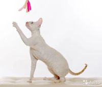 Лот: 12880631. Фото: 3. котята корниш-рекс, американцы. Растения и животные