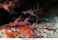 Лот: 10716223. Фото: 3. Креветка-верблюд, Танцующая креветка. Растения и животные