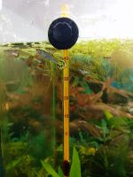 Лот: 25526004. Фото: 4. Гуппи (мальки). Красноярск