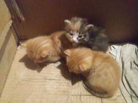 Лот: 14575416. Фото: 8. Отдам котят
