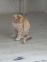 Лот: 16297139. Фото: 2. Кот рыжий. Животные и уход