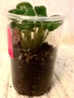 Лот: 4500391. Фото: 4. Детка фиалки ЕК-Подарок на Рождество. Красноярск