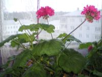 Лот: 4224405. Фото: 2. Пеларгония (герань) ярко-розовая... Комнатные растения и уход