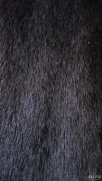 Лот: 1462786. Фото: 5. норковая шуба