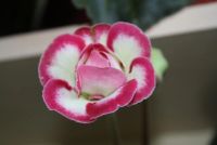 Лот: 4331596. Фото: 4. Глоксиния красно-белая (цветущая... Красноярск