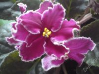 Лот: 625289. Фото: 2. сорт фиалки Hello Sunshine лист. Комнатные растения и уход