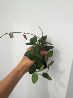 Лот: 9829335. Фото: 2. Хойя Тсанги (Hoya tsangii DS-70... Комнатные растения и уход