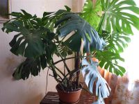 Лот: 2903789. Фото: 3. Шикарная монстера станет украшением... Растения и животные