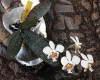 Лот: 3710291. Фото: 2. Phalaenopsis stuartiana. Комнатные растения и уход