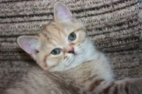 Лот: 3652738. Фото: 3. Шотландская прямоухая кошечка. Растения и животные