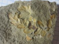 Лот: 17859958. Фото: 3. Окаменелость Палеозой Карбон 4. Красноярск