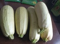 Лот: 25740075. Фото: 4. Кабачки 2