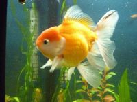 Лот: 167467. Фото: 2. рыба золотая. Аквариумистика