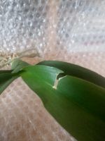 Лот: 9378101. Фото: 3. Орхидея. Растения и животные