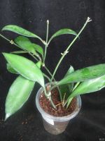 Лот: 13591904. Фото: 3. Хойя Hoya David cummings. Растения и животные