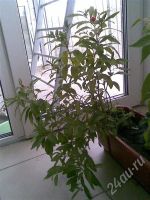 Лот: 560047. Фото: 3. паслен 1. Растения и животные