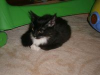 Лот: 3254701. Фото: 2. Подарю котенка!. Животные и уход