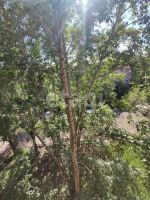 Лот: 21080949. Фото: 4. комната , Красноярск Новая улица... Красноярск