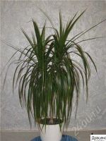 Лот: 73467. Фото: 2. Драцена окаймленная (Dracena Marginata... Комнатные растения и уход