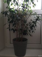 Лот: 16759605. Фото: 2. Фикус. Комнатные растения и уход