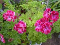 Лот: 6485692. Фото: 2. Душистая пеларгония " Madam Nonin... Комнатные растения и уход