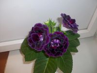 Лот: 4955024. Фото: 3. Глоксиния Silvana Violet! Обильноцветущий... Растения и животные