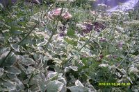 Лот: 11765394. Фото: 4. Сныть - декоративная и лечебная... Красноярск
