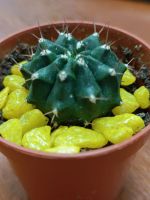 Лот: 21451975. Фото: 3. Кактус. Растения и животные