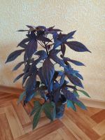 Лот: 25703419. Фото: 4. Ипомея Батат (молодое растение... Красноярск