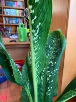Лот: 15642320. Фото: 3. Диффенбахия Dragon Scale. Растения и животные