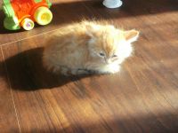 Лот: 4601153. Фото: 4. Отдам пушистого котенка! Ходит... Красноярск