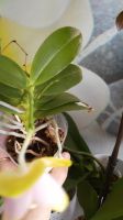 Лот: 14317389. Фото: 2. Орхидейка. Комнатные растения и уход