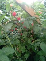Лот: 20589441. Фото: 2. Малина (цена за 5 литров +доставка... Продукты