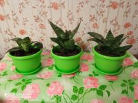 Лот: 19415402. Фото: 3. Сансевьера/ Сансевиерия Ханни... Растения и животные