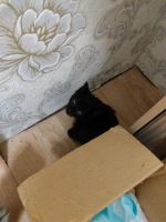 Лот: 8278665. Фото: 2. Хороший котик для хороших людей. Животные и уход