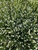 Лот: 25294685. Фото: 9. участок , садоводческое некоммерческое...