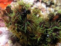 Лот: 8758437. Фото: 3. Tubastrea micrantha. Растения и животные