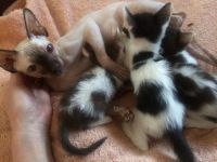 Лот: 14942073. Фото: 2. Котята корнишата-дончата. Животные и уход
