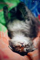 Лот: 2286316. Фото: 2. Котенок, девочка, 1 мес. Животные и уход