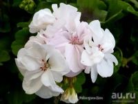 Лот: 15580319. Фото: 2. Зональная пеларгония "Mums mums... Комнатные растения и уход