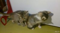 Лот: 8519111. Фото: 4. Подарю котят. Красноярск