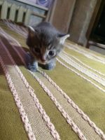 Лот: 4548776. Фото: 3. котята бесплатно! мальчики,девочки. Растения и животные