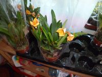 Лот: 4095773. Фото: 2. Орхидея Масдеваллия. Комнатные растения и уход