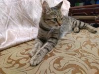 Лот: 14376572. Фото: 5. Кошечка срочно ??